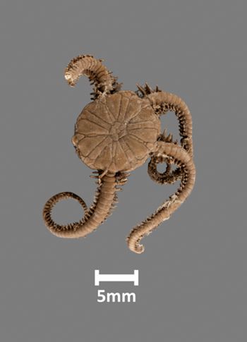 Media type: image;   Invertebrate Zoology OPH-2484 Aspect: dorsal